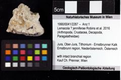 Foto (Objket + Etiketten) von Lemacola ? jenniferae (Robins et al., 2016) 